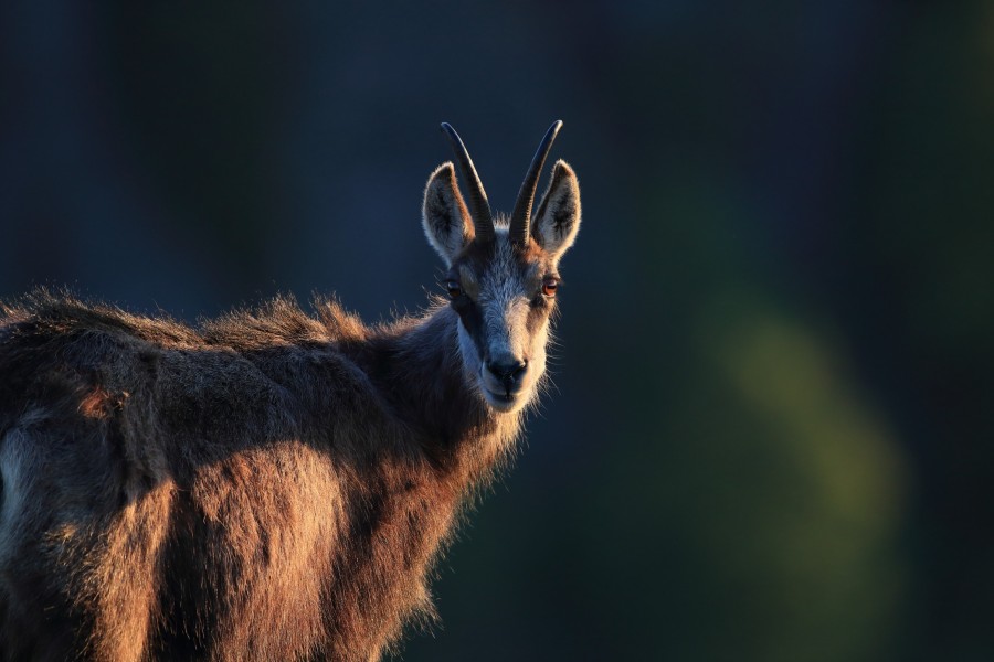 Quels animaux vivent dans les montagnes ?