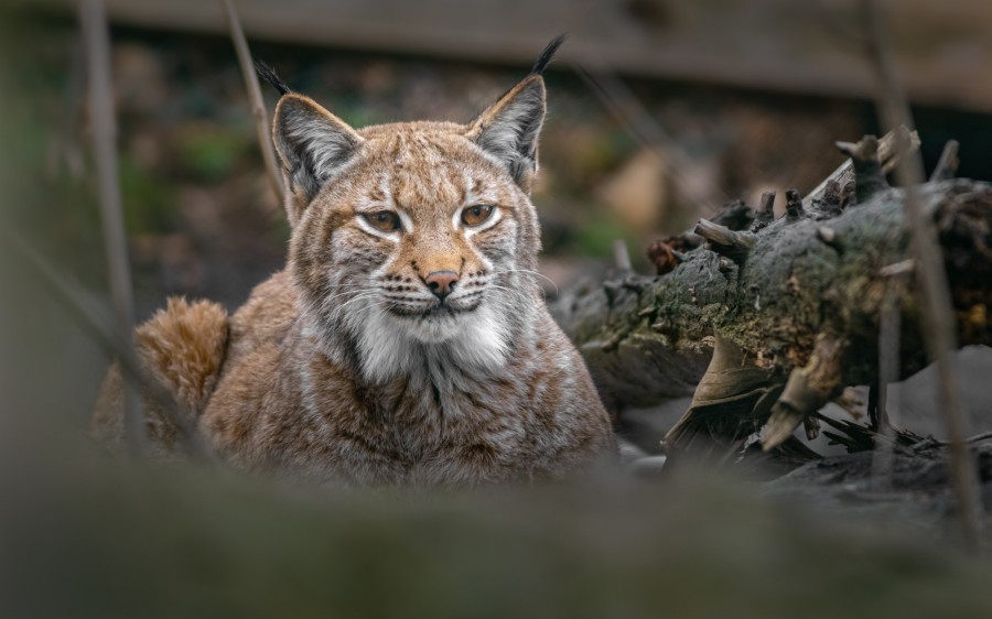 Quels sont les animaux de montagnes les plus emblématiques ?