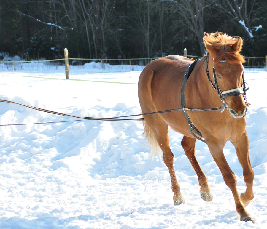 Qu'est-ce que le ski joëring avec un cheval ?