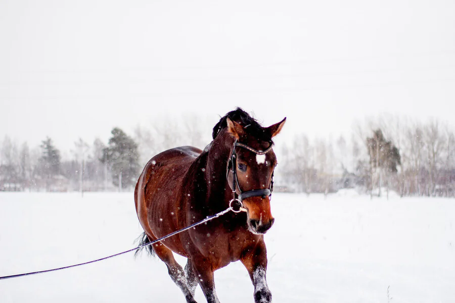 Pourquoi choisir le ski joëring avec un cheval pour vos activités ?